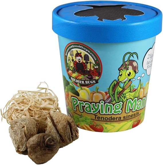 Praying Mantis Egg Case with Hatching Habitat Cup - 3 Praying Mantids Egg Cases