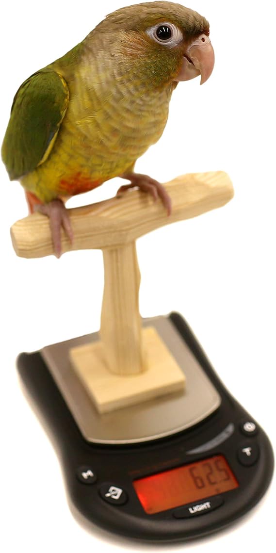 Mini NU Perch Parakeet Training Scale - Small Parrots & Parakeets