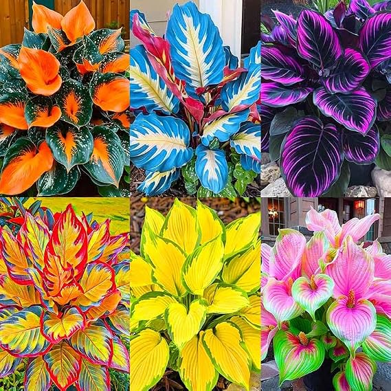 185+ Mix Color Hosta Seeds for Planting - Shade Tolerant Perennials Flowers