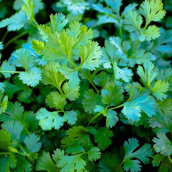 Slow Bolt Cilantro Seeds,25 Count COOL BEANS N SPROUTS Brand. Home Gardening.