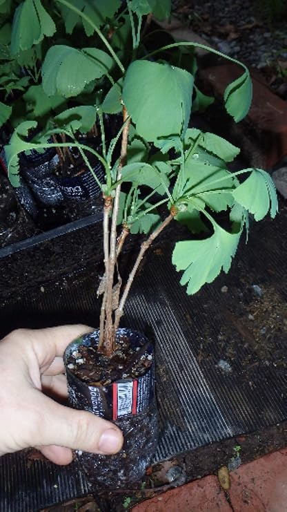 3 Ginkgo Biloba seedlings 1 y.o. Plants, Oldest Tree in The World. Split Leaf. Roots Wrapped
