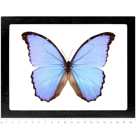 BicBugs M godarti asarpai Purple Blue Butterfly Peru Framed Real