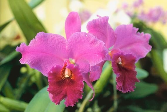 Hawaiian Cattleya Orchid Plant 2" Pot ~ Grow Hawaii
