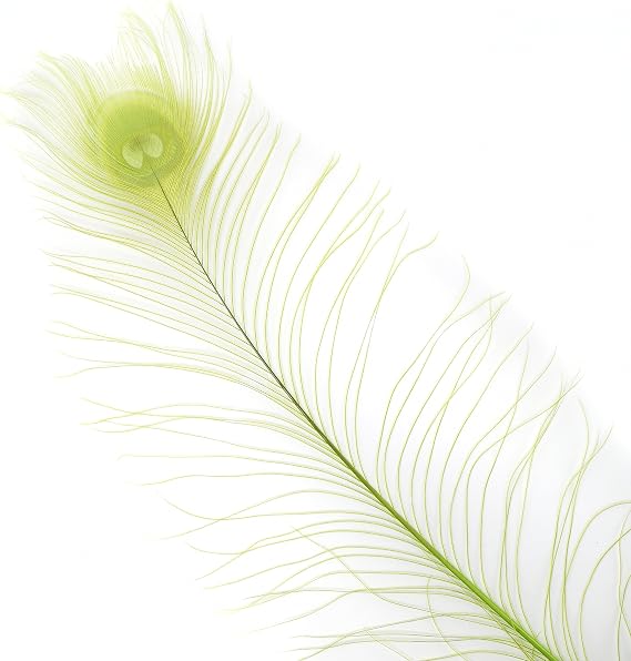 Zucker Feather Place Peacock Eyes Bleached/Dyed - Lime