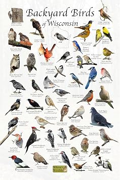 Where's Wildlife Backyard Birds of Wisconsin - Laminated Bird Identification Poster Chart (12" x 18")