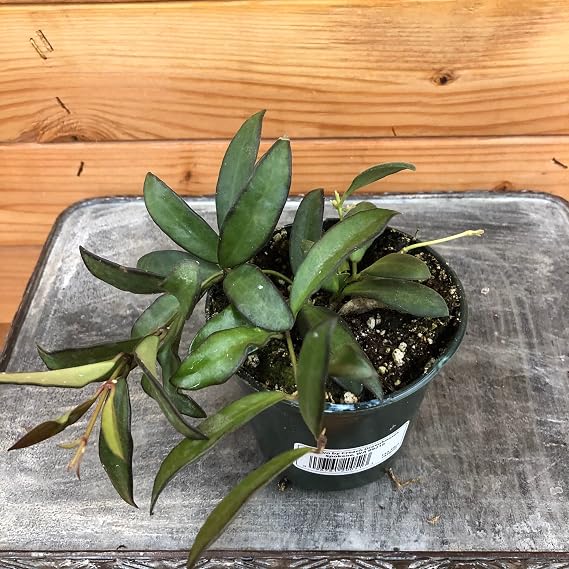 Hoya Rosita, 4" Plant